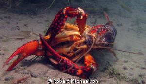 Crayfish porn? by Robert Michaelson 